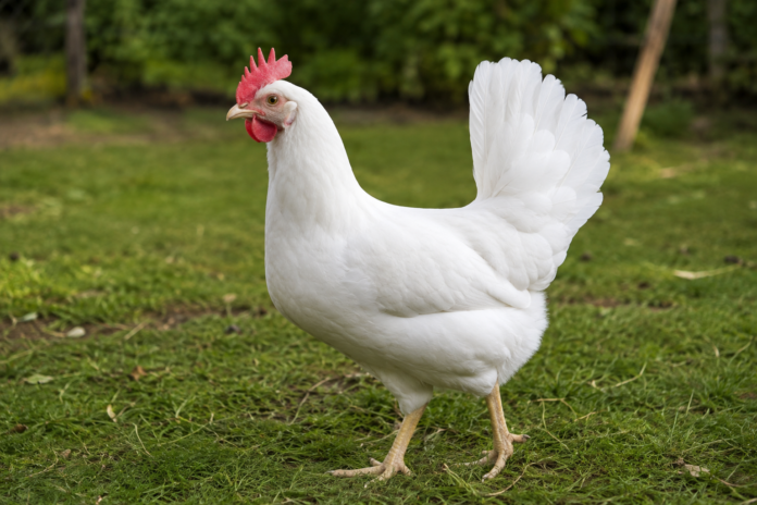 kury Leghorn