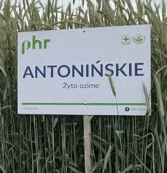 Żyto ozime