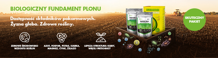 Ryzosfera – co dzieje się wokół korzeni i dlaczego ma znaczenie dla gleby?