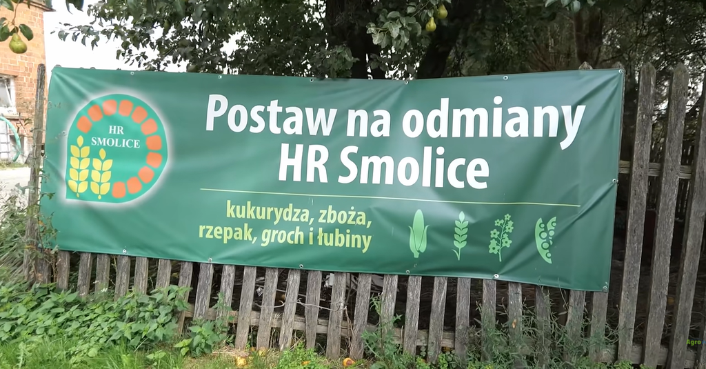 Pszenica durum po 1200 zł za tonę. Plon do 8 t/ha, ale czy jej uprawa się opłaca? 3 SM Eris z Hodowli Roślin Smolice