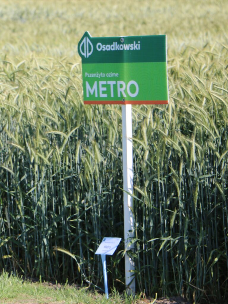 odmiany pszenżyta ozimego, pszenżyto ozime