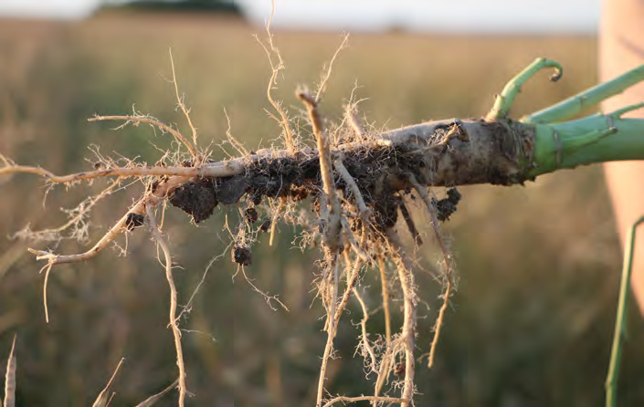 Ryzosfera – co dzieje się wokół korzeni i dlaczego ma znaczenie dla gleby?
