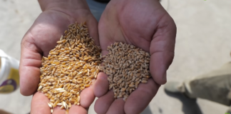 Ziarno pszenicy durum o bursztynowej barwie