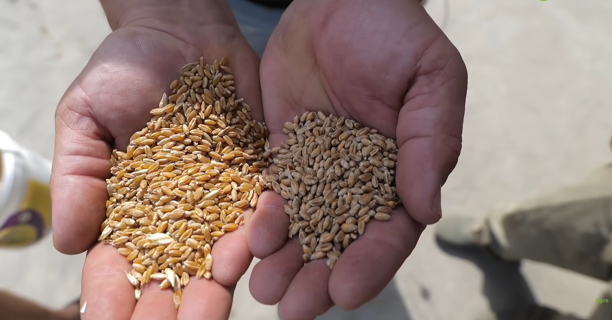 Pszenica durum po 1200 zł za tonę. Plon do 8 t/ha, ale czy jej uprawa się opłaca?