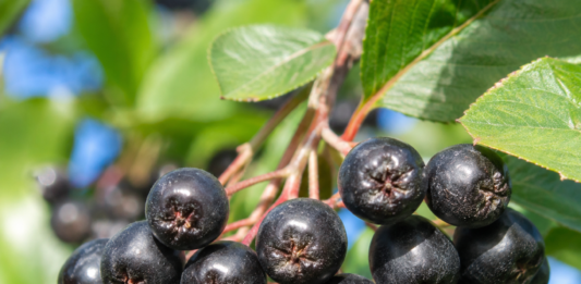 aronia