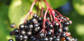 czarny bez