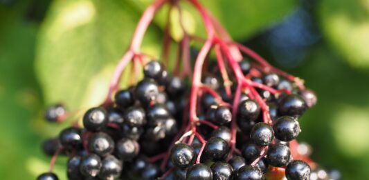 czarny bez