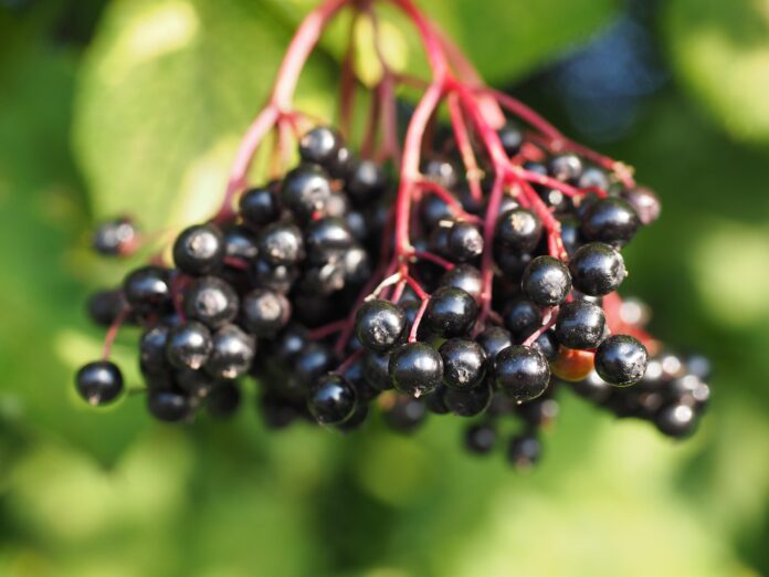 czarny bez