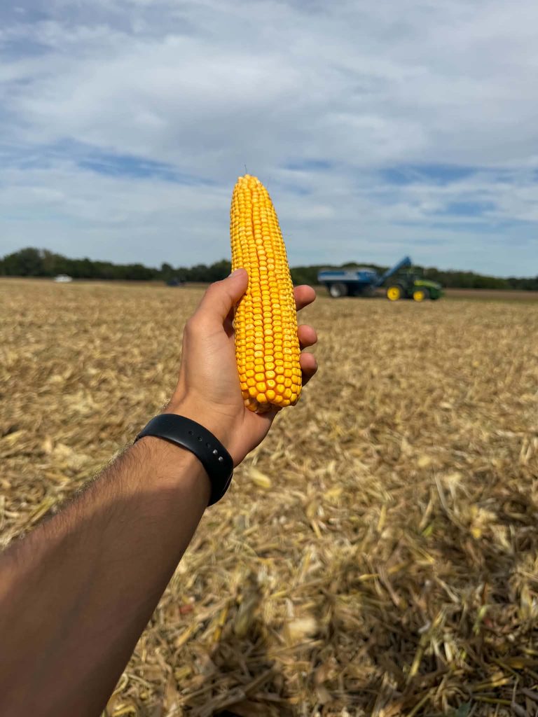 15 ton kukurydzy z hektara to za mało? Rolnik w Illinois liczył na więcej