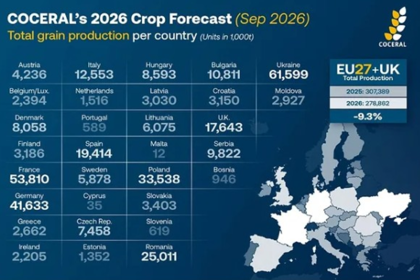 Prognoza COCERAL: Wrzesień 2026 i europejska produkcja zbóż w obliczu suszy