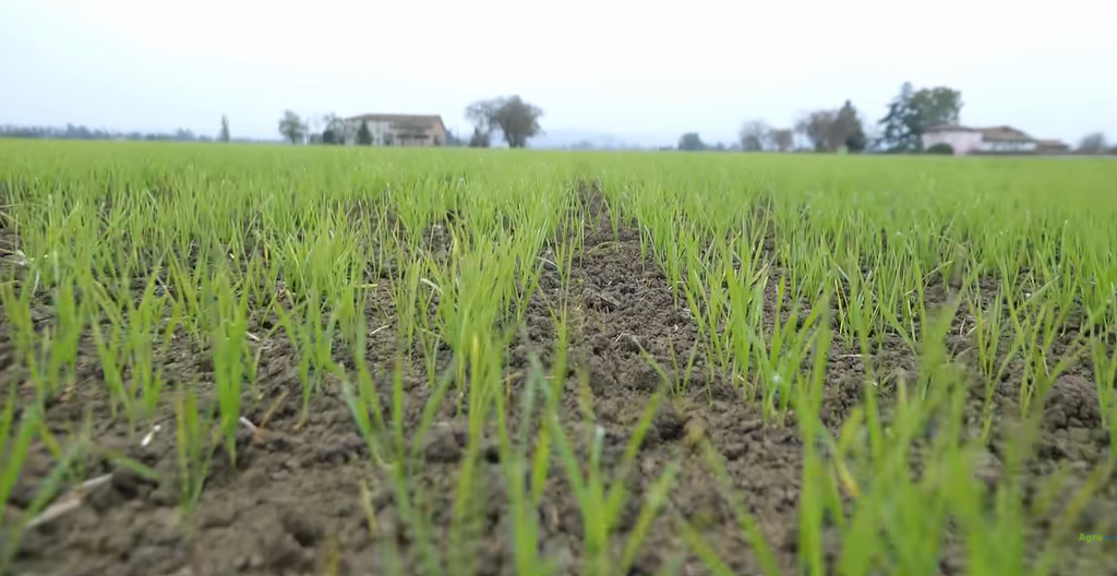 Pszenica durum po 1200 zł za tonę. Plon do 8 t/ha, ale czy jej uprawa się opłaca? 4 Pszenica durum uprawiana w gospodarstwie w Różopolu