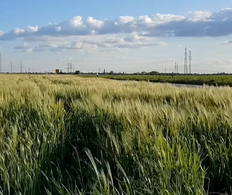 Pszenica durum po 1200 zł za tonę. Plon do 8 t/ha, ale czy jej uprawa się opłaca?