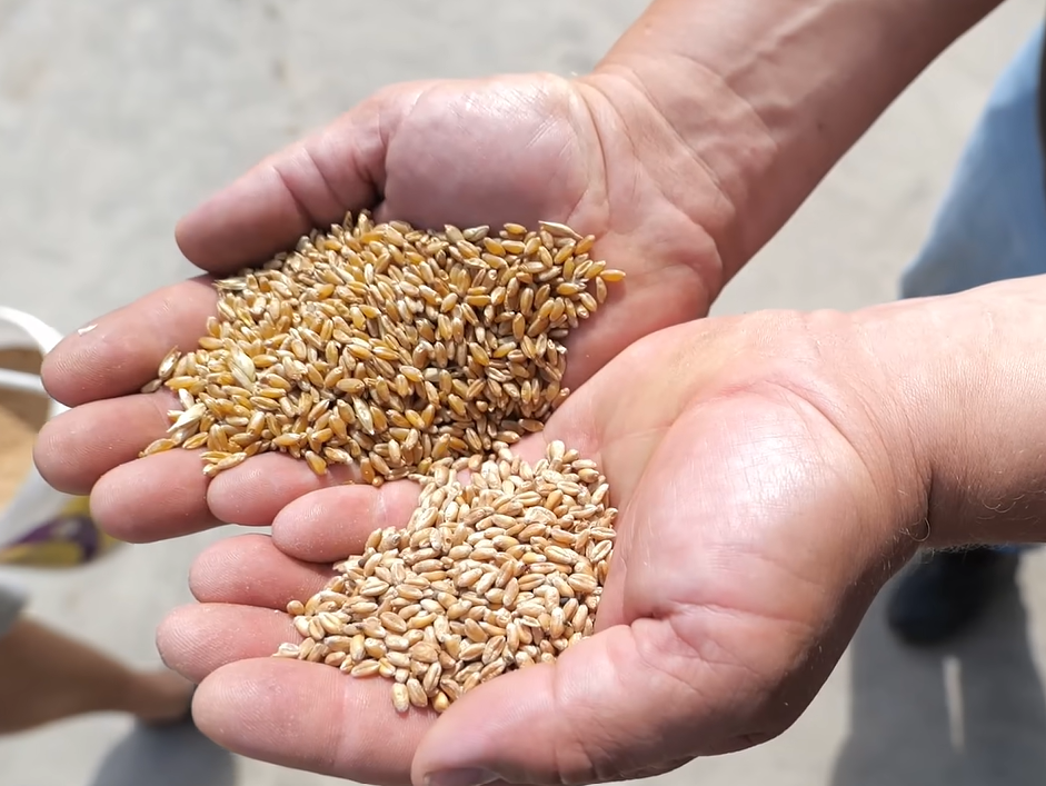 Pszenica durum po 1200 zł za tonę. Plon do 8 t/ha, ale czy jej uprawa się opłaca? 2 Ziarno pszenicy durum o bursztynowej barwie