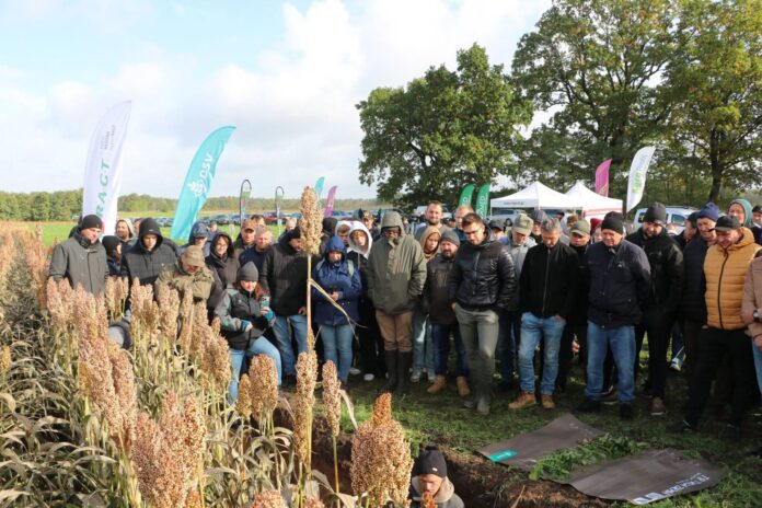 warsztaty polowe Agro Profil sorgo i międzyplony