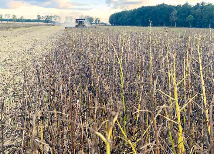 Soja północy, czyli bobik – jak Klaster Agroport wspiera rolników w sprzedaży i uprawie