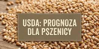 USDA - prognoza dla pszenicy