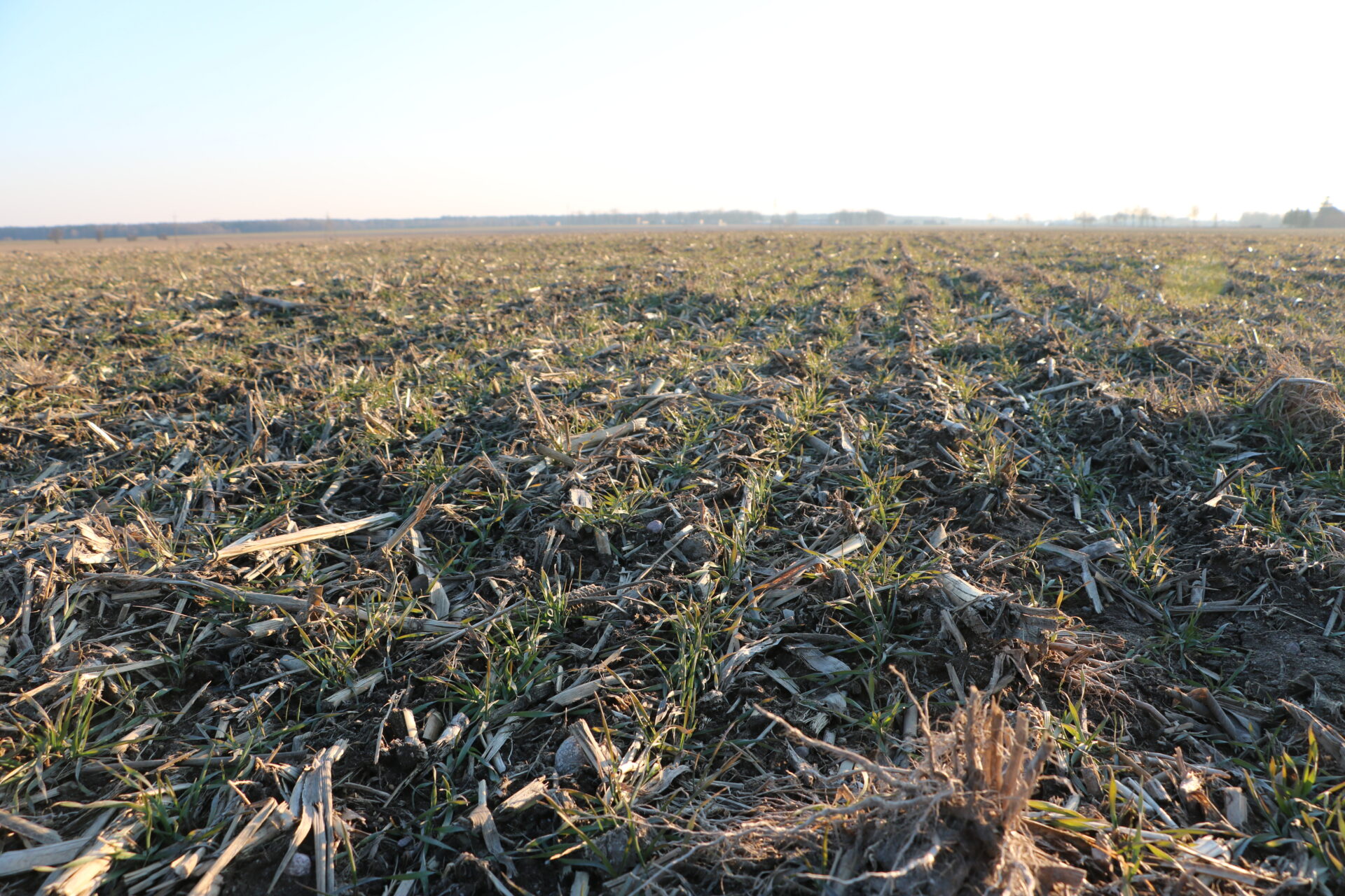 Czym odchwaszczać zboża ozime jesienią? Sprawdź substancje i temperatury zabiegów