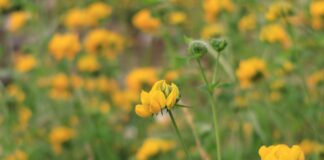 Komonica zwyczajna (Lotus corniculatus L.)