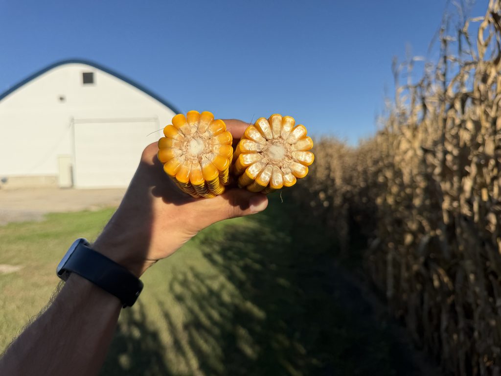 Glifosat i GMO w USA są powszechne. Dlaczego w Europie budzi tyle kontrowersji? 3