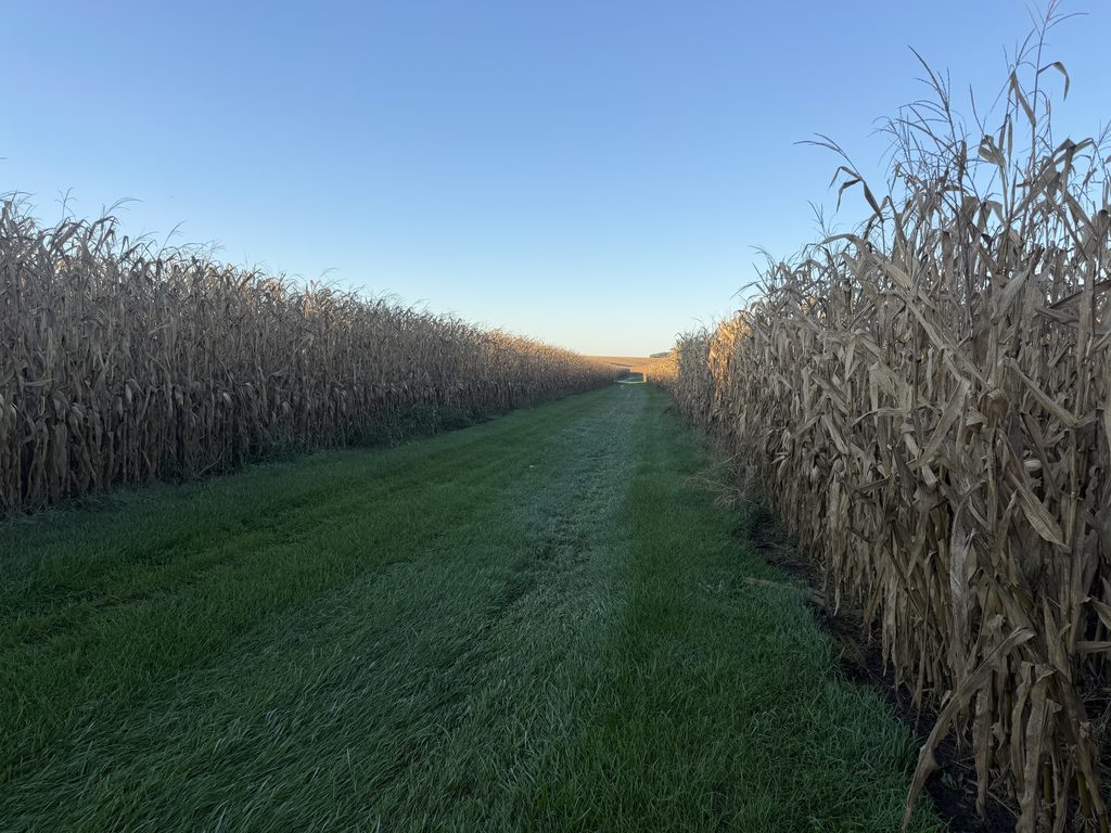 Glifosat i GMO w USA są powszechne. Dlaczego w Europie budzi tyle kontrowersji? 2