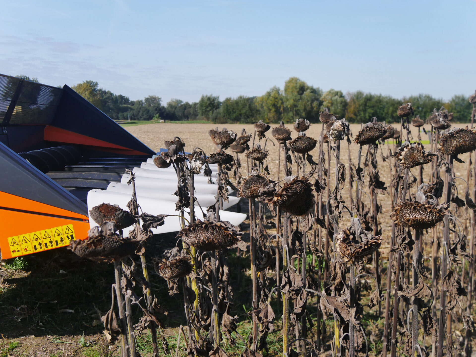 Słonecznik rusza pod kombajny. Jak plonowały poszczególne plantacje?