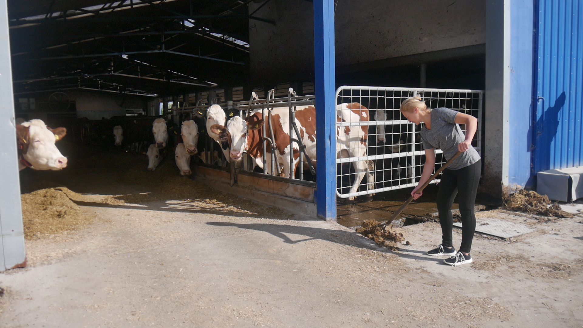 Krowy, pasza i tysiące litrów mleka – tak wygląda praca w gospodarstwie mlecznym