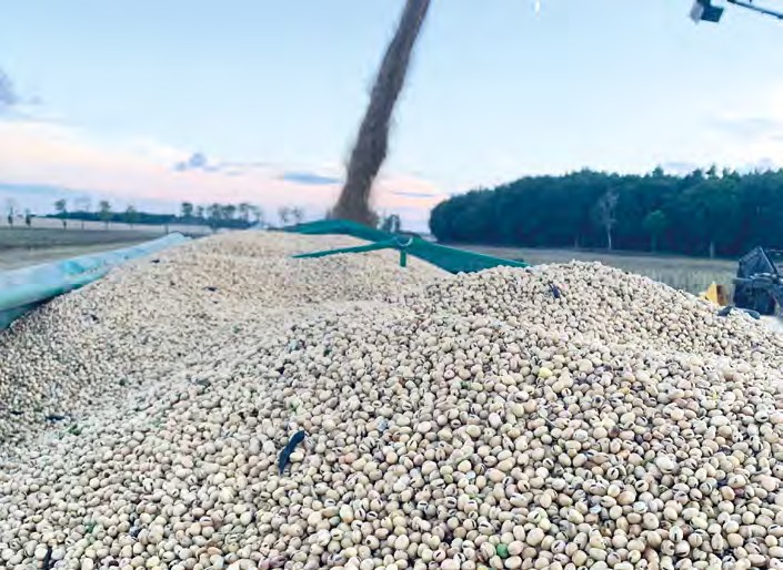 Soja północy, czyli bobik – jak Klaster Agroport wspiera rolników w sprzedaży i uprawie