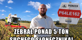 Słonecznik przed zbiorem – plon i opłacalność uprawy