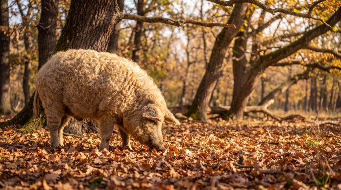 Mangalica