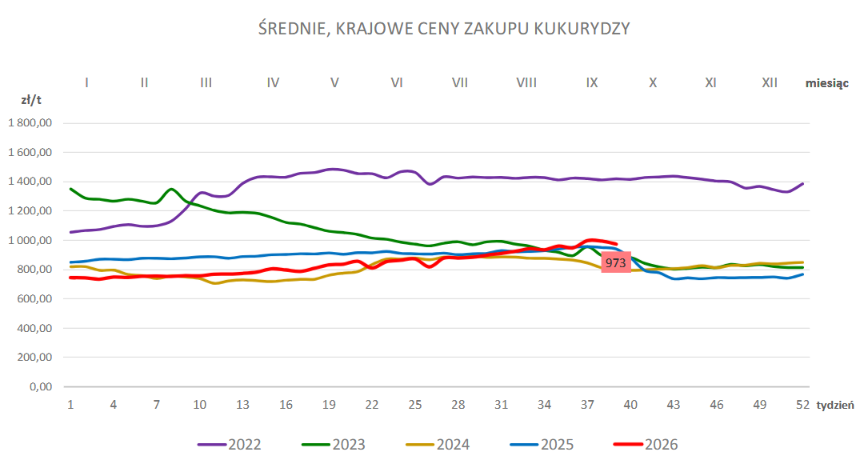 Ceny zbóż w Polsce i UE: Lekki wzrost cen pszenicy, ceny kukurydzy w dół. Najnowszy raport MRiRW 2