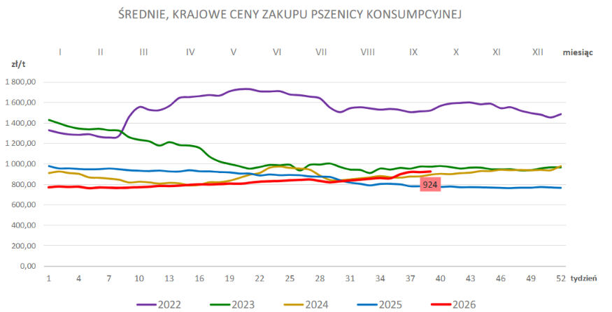 Ceny zbóż w Polsce i UE: Lekki wzrost cen pszenicy, ceny kukurydzy w dół. Najnowszy raport MRiRW 1