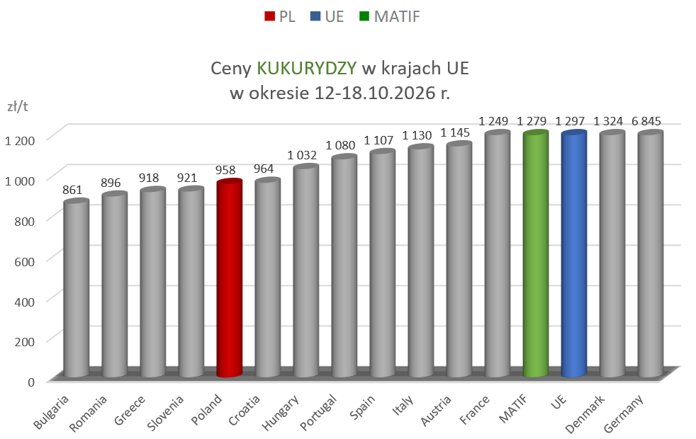 CENY ZBÓŻ W KRAJU: PSZENICA I KUKURYDZA NAJDROŻSZA O TEJ PORZE OD 2022 ROKU! 4