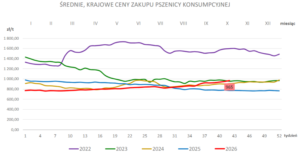 CENY ZBÓŻ W KRAJU: PSZENICA I KUKURYDZA NAJDROŻSZA O TEJ PORZE OD 2022 ROKU! 1