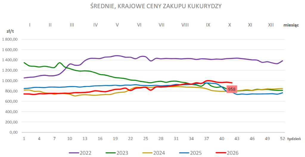 CENY ZBÓŻ W KRAJU: PSZENICA I KUKURYDZA NAJDROŻSZA O TEJ PORZE OD 2022 ROKU! 2
