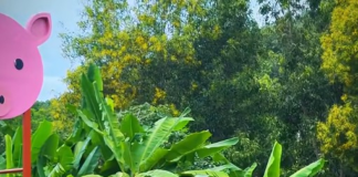 Kambodżańska agroturystyka hitem internetu