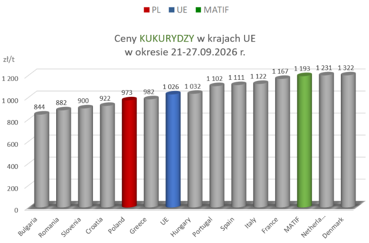 Ceny zbóż w Polsce i UE: Lekki wzrost cen pszenicy, ceny kukurydzy w dół. Najnowszy raport MRiRW 4