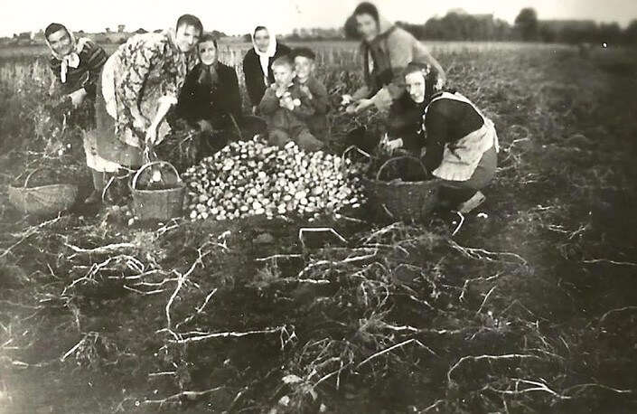 Zbieranie ziemniaków - wykopki